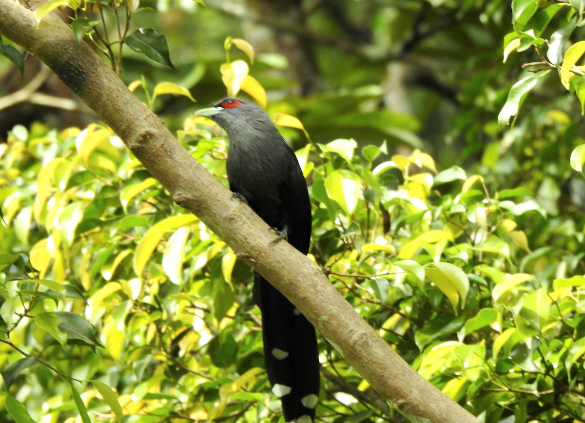 Black-bellied Malkoha - ML626031647