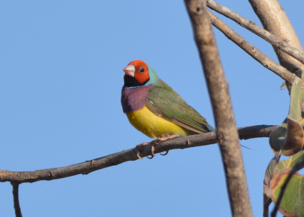 Gouldian Finch - ML626031687