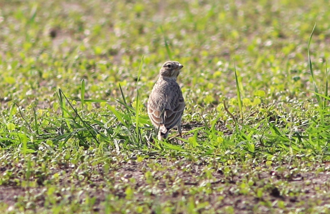 Mediterranean/Turkestan Short-toed Lark - ML626031814