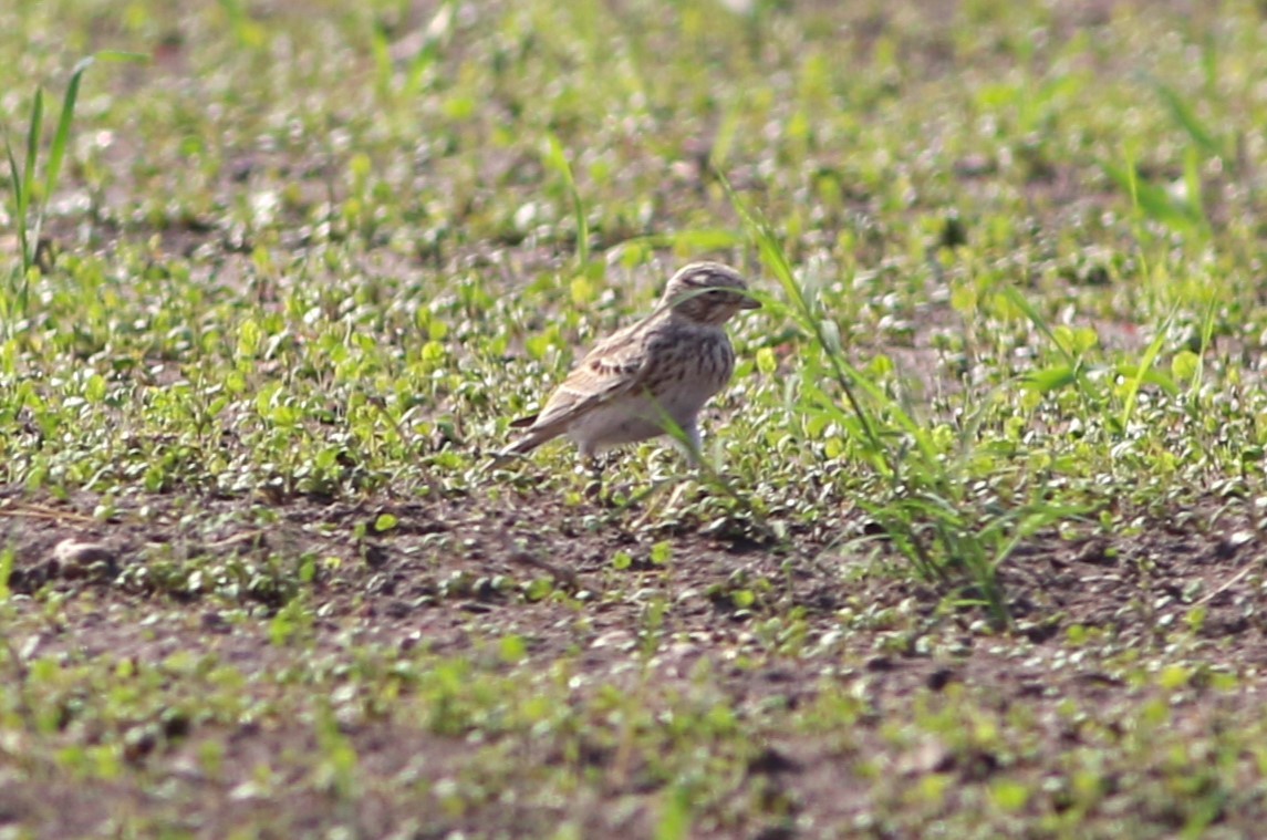 Mediterranean/Turkestan Short-toed Lark - ML626031815