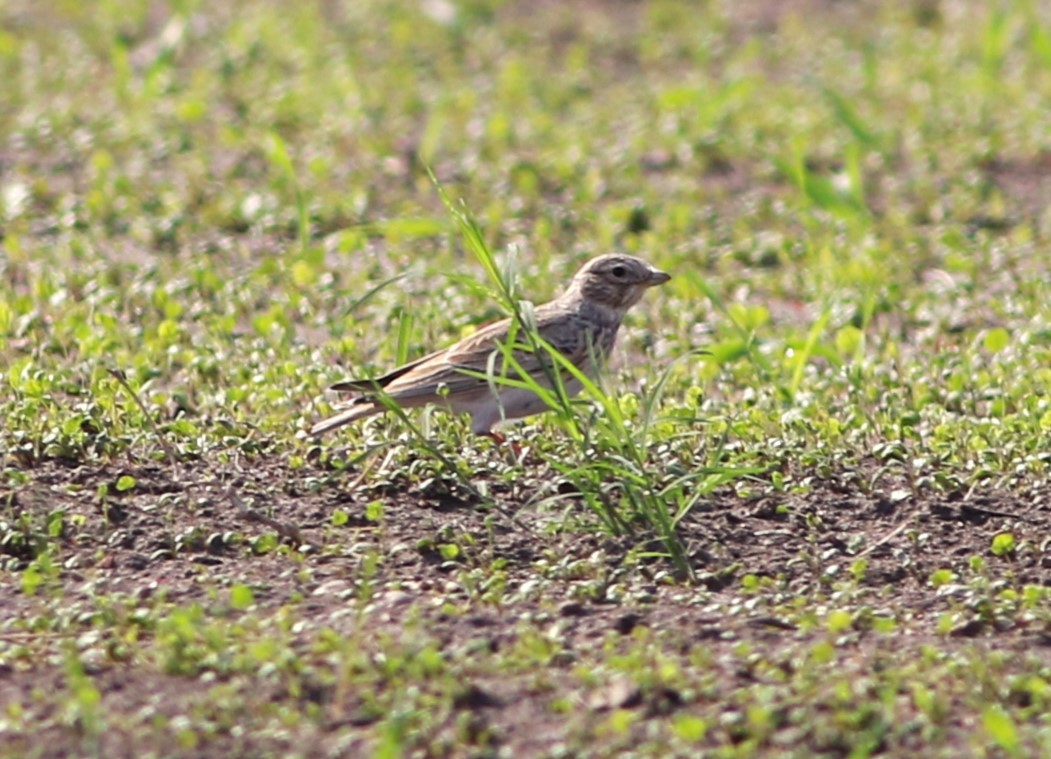 Mediterranean/Turkestan Short-toed Lark - ML626031816