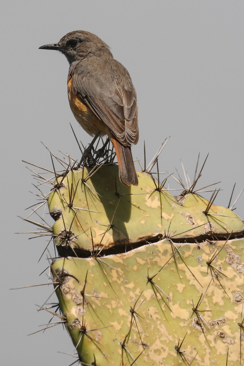 Little Rock-Thrush - ML626031940