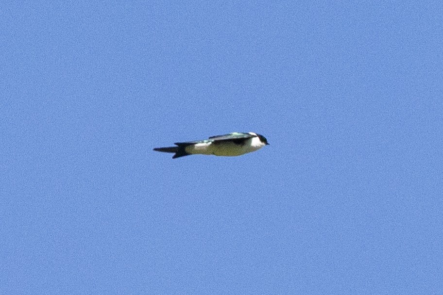 Golden Swallow - ML626032008