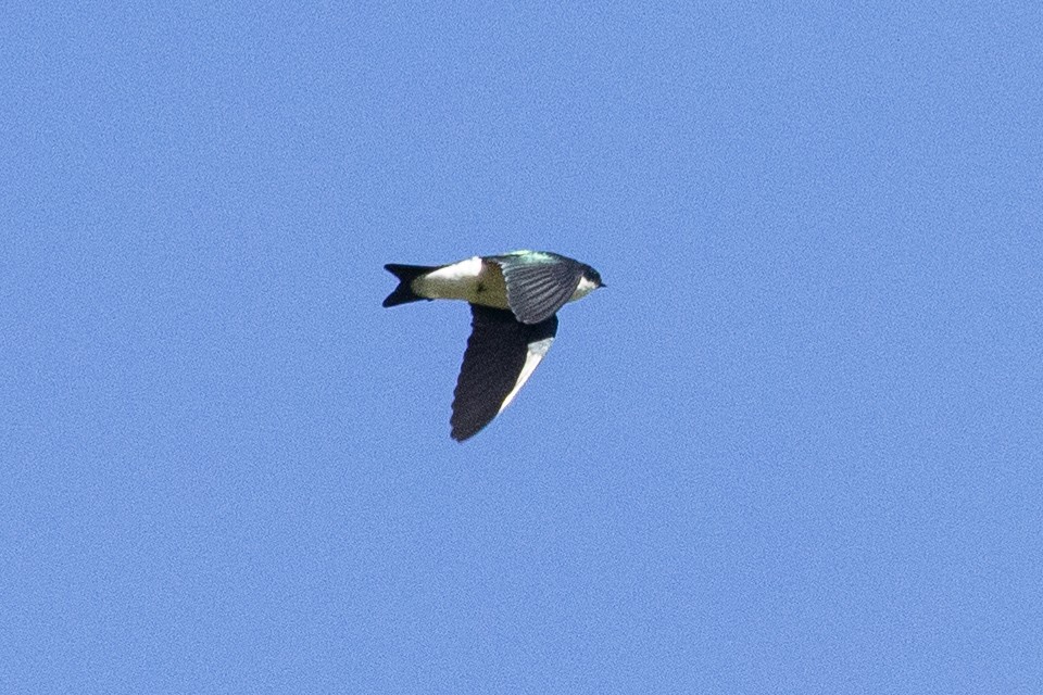 Golden Swallow - ML626032009