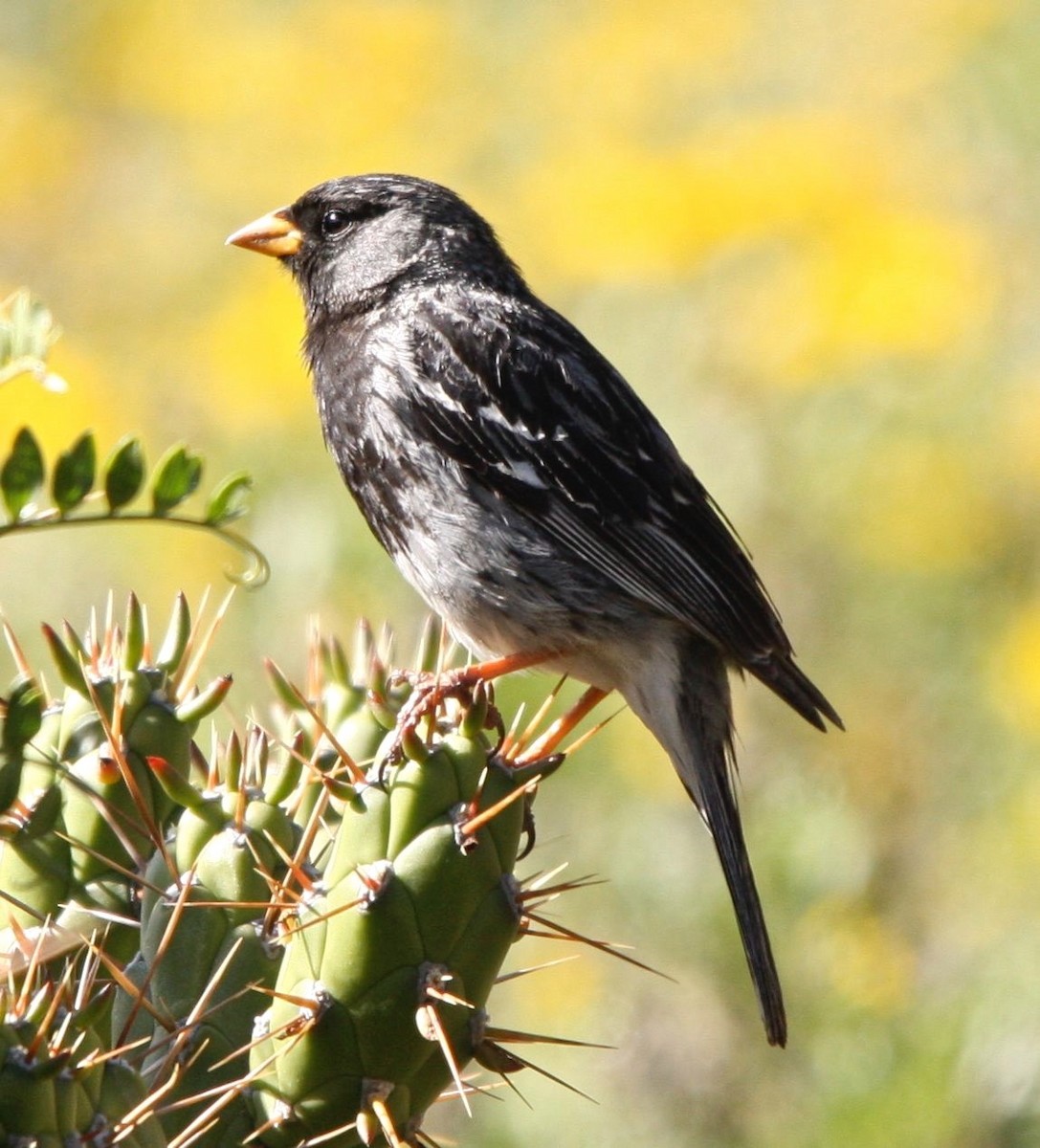 Mourning Sierra Finch - ML626032170