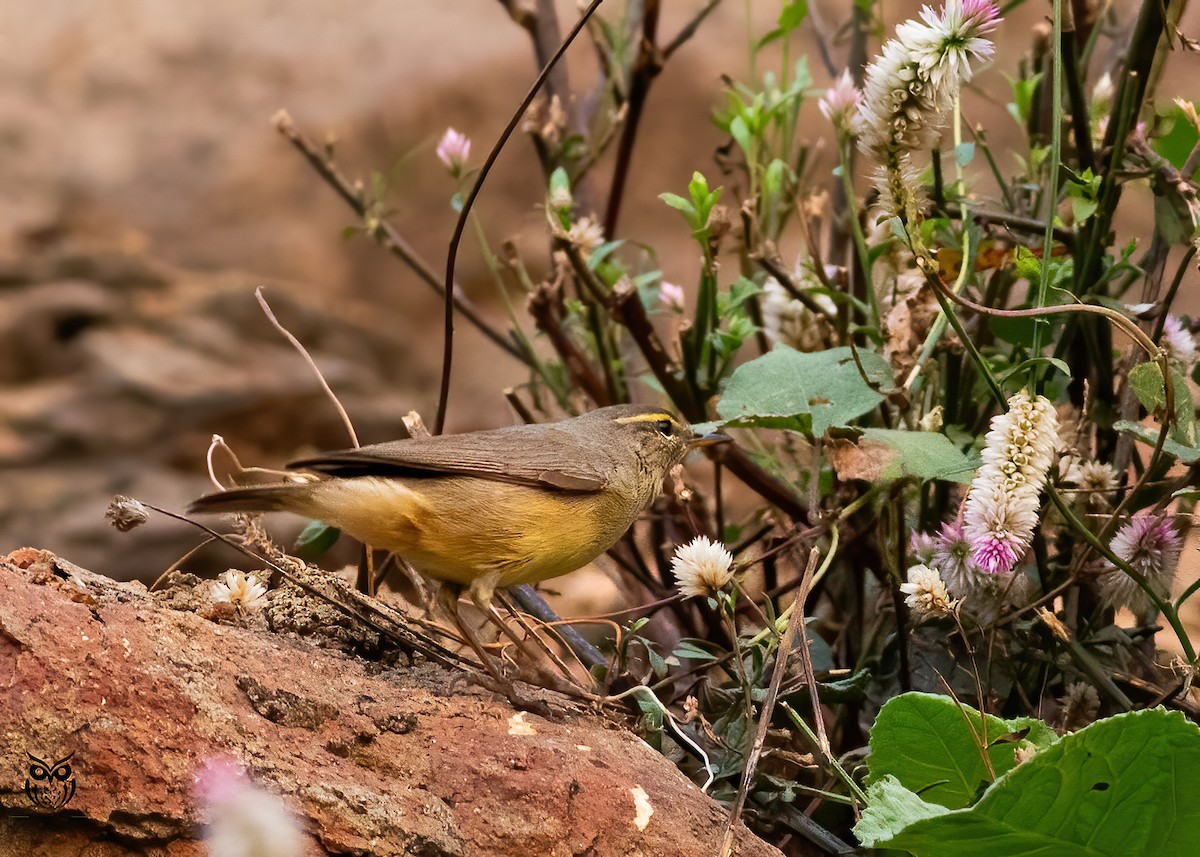 Sulphur-bellied Warbler - ML626032215