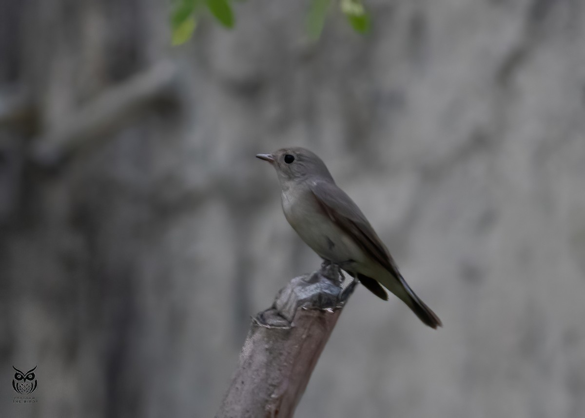 Taiga Flycatcher - ML626032226