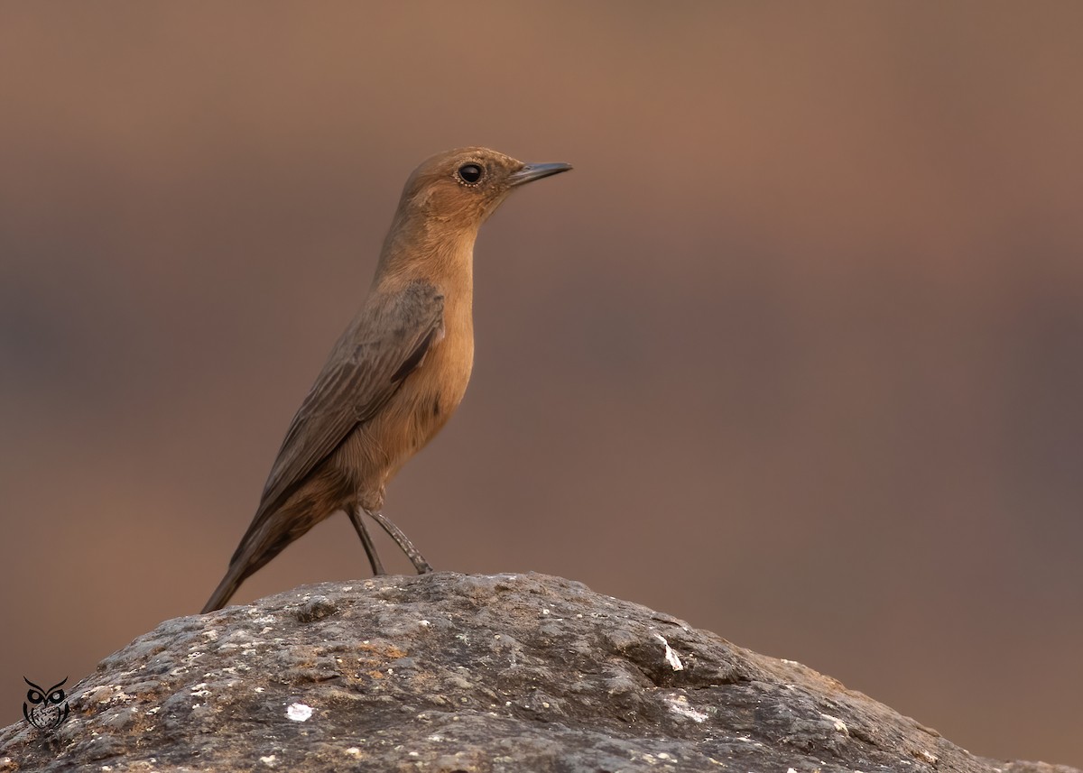 Brown Rock Chat - ML626032251