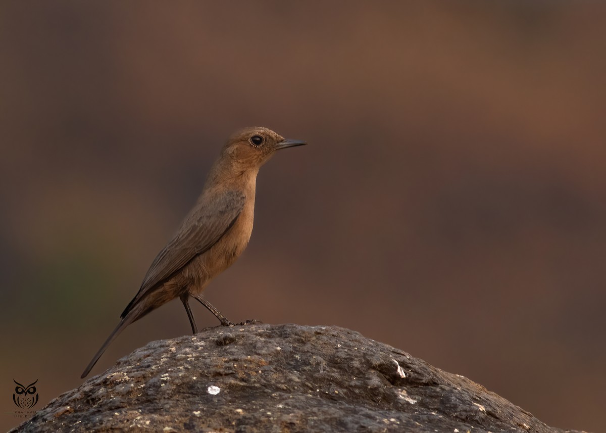 Brown Rock Chat - ML626032252