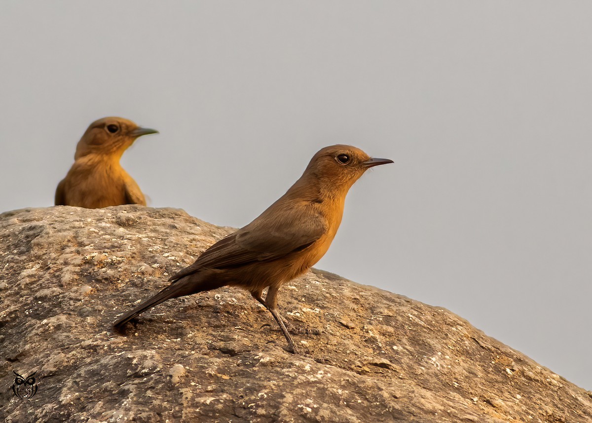 Brown Rock Chat - ML626032253