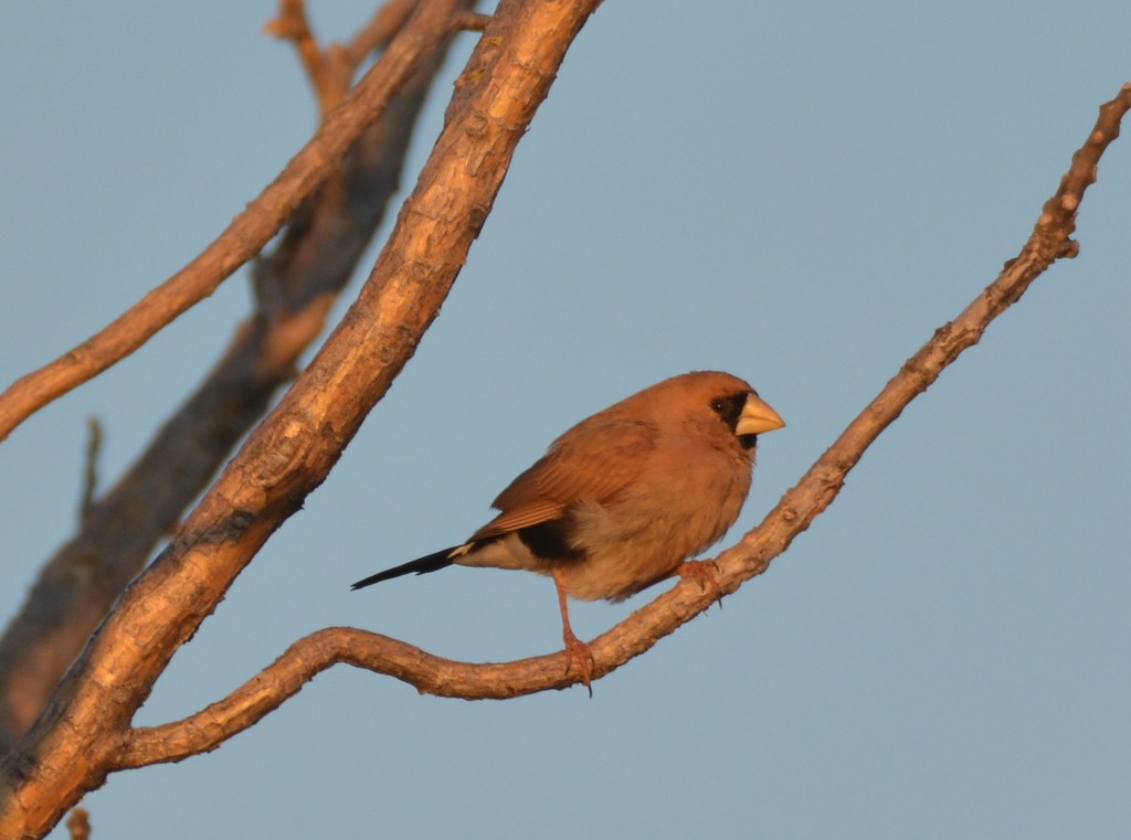 Masked Finch - ML626032254