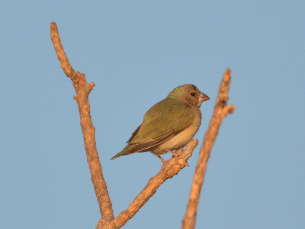 Gouldian Finch - ML626032277