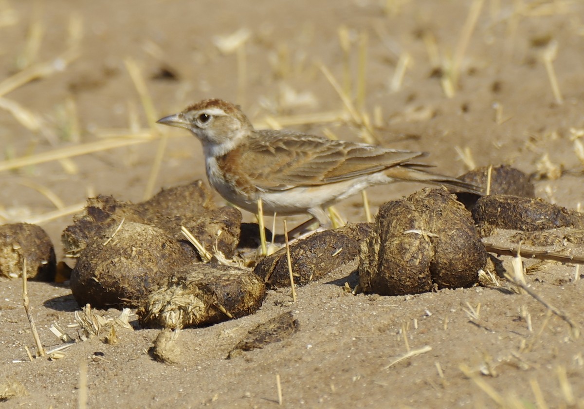 Red-capped Lark - ML626032361