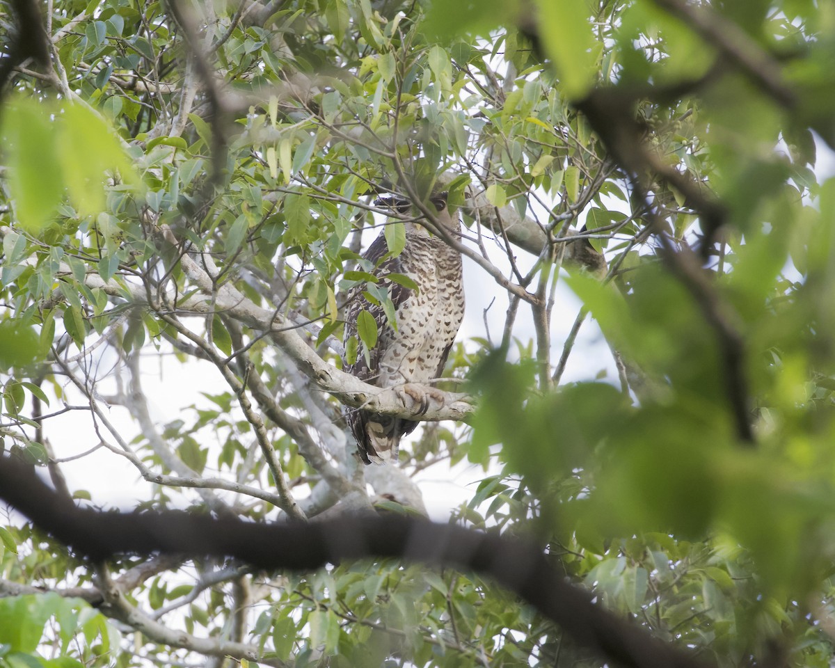 Spot-bellied Eagle-Owl - ML626032407