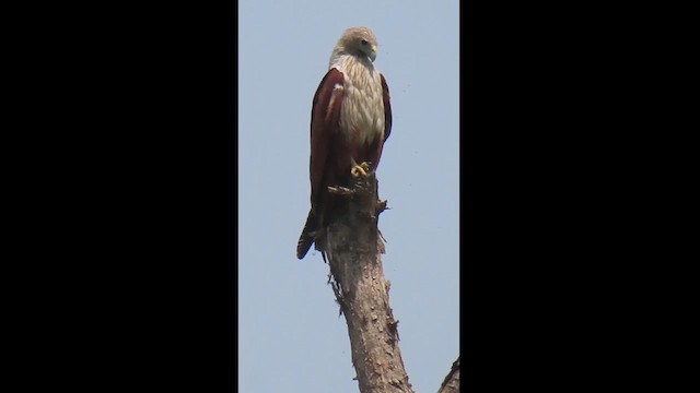 Brahminy Kite - ML626032440