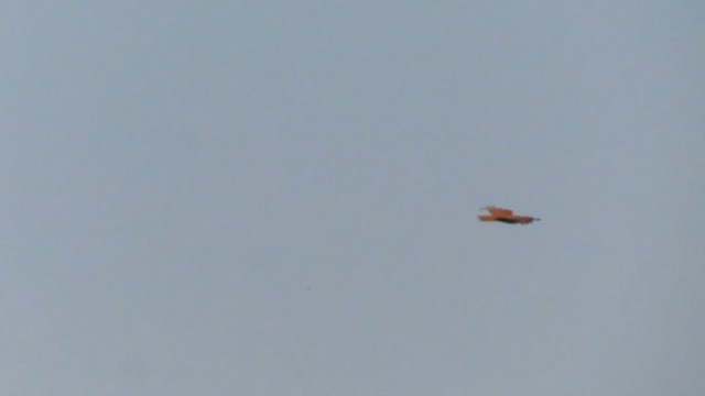 Brahminy Kite - ML626032442