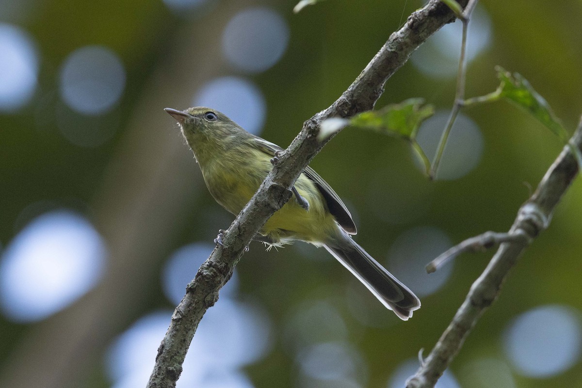 Flat-billed Vireo - ML626032465