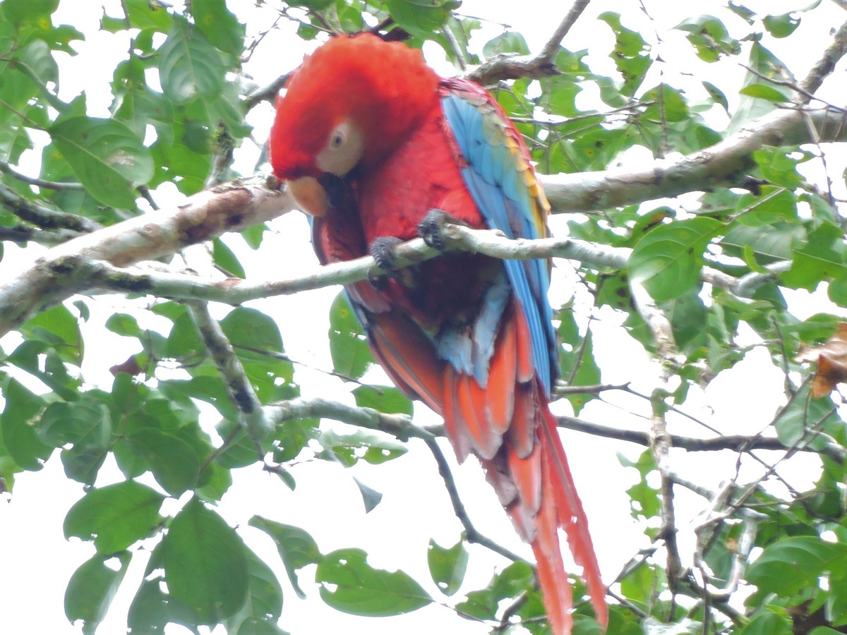 Scarlet Macaw - ML62603251