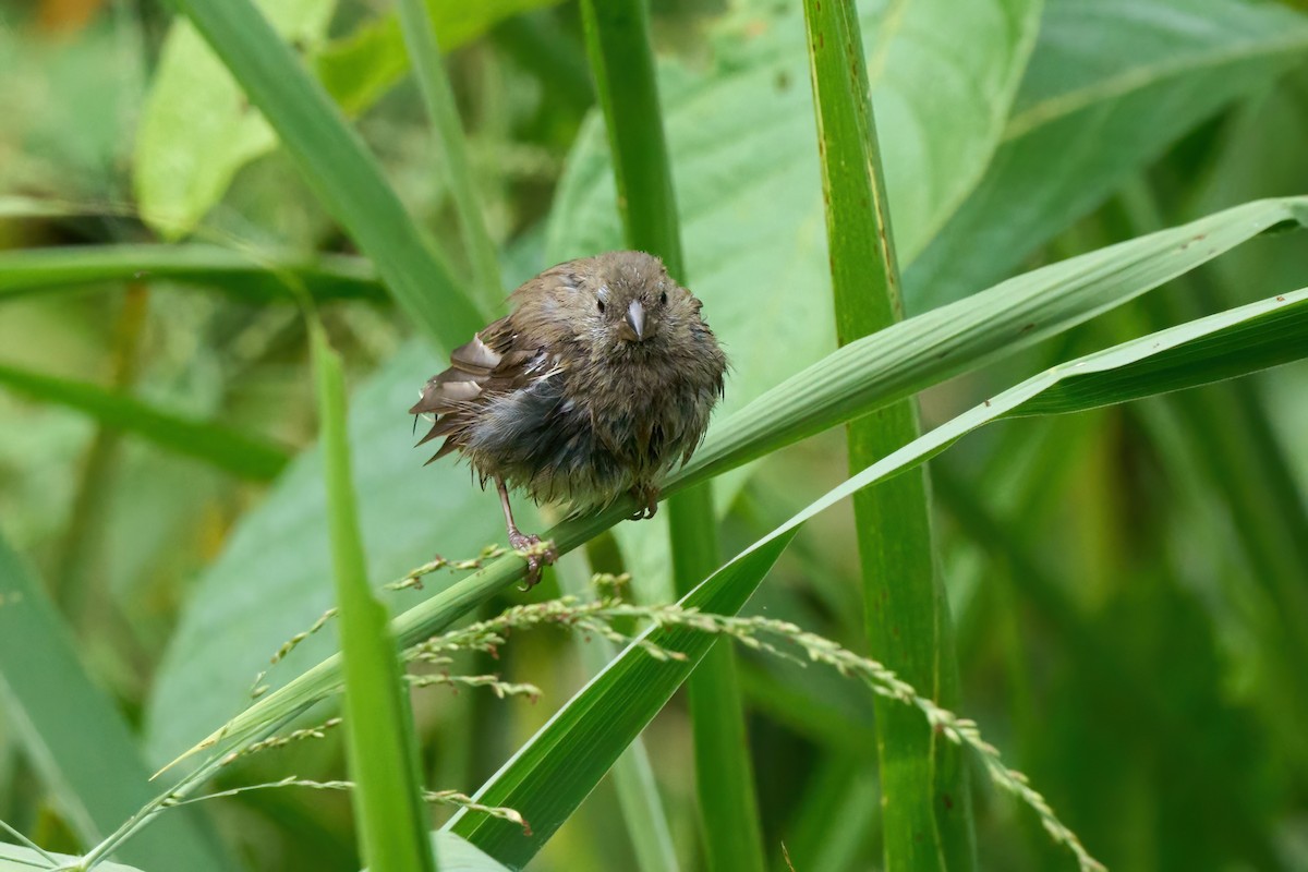 Blue-black Grassquit - ML626032542