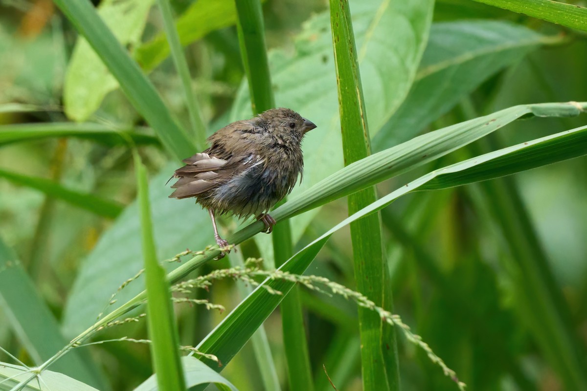 Blue-black Grassquit - ML626032543