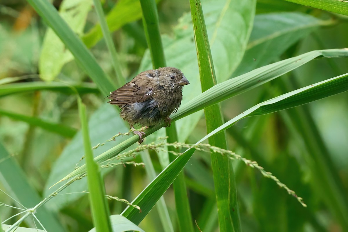 Blue-black Grassquit - ML626032544