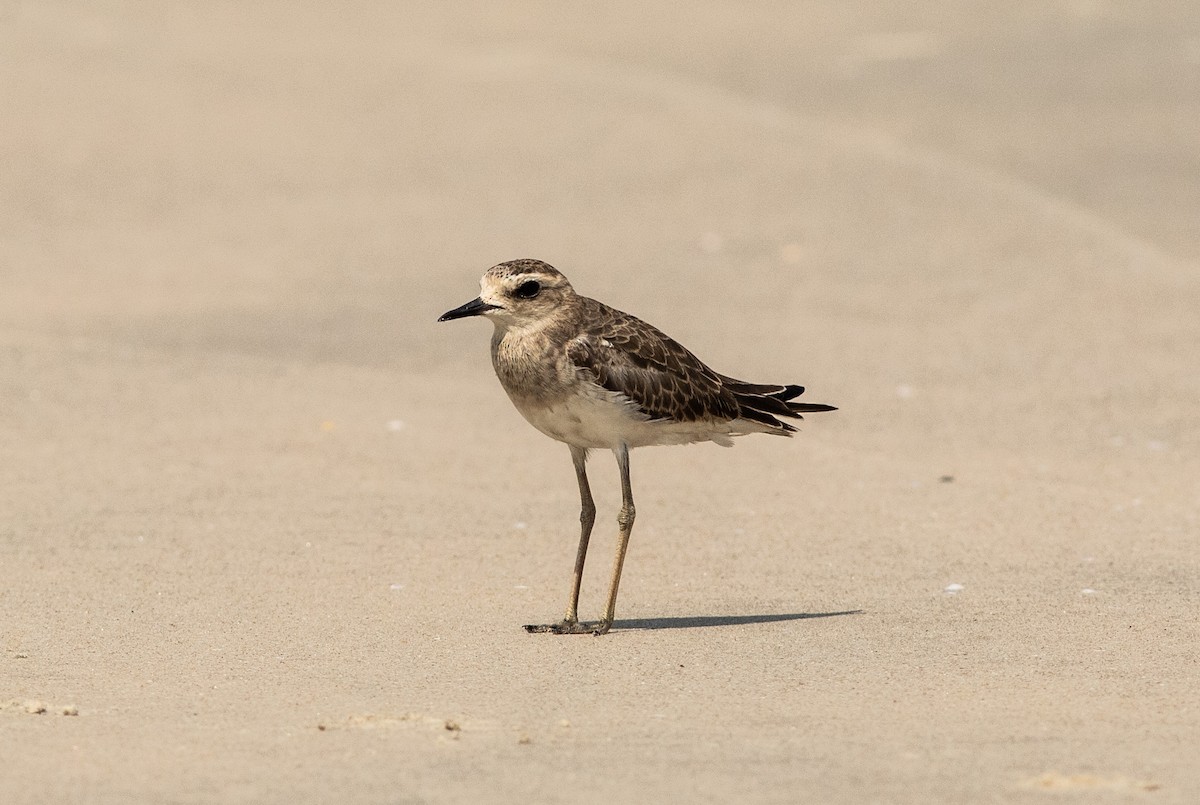 Caspian Plover - ML626032727