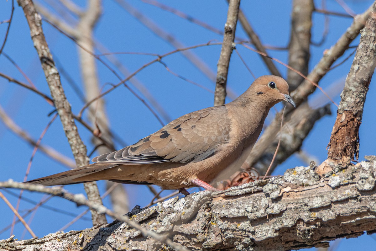 Mourning Dove - ML626032754