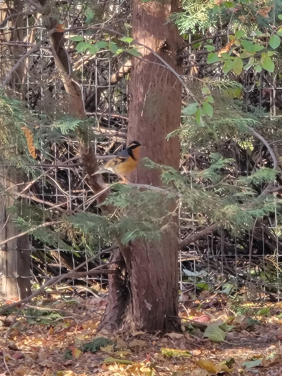 drozd pruhokřídlý - ML626032755