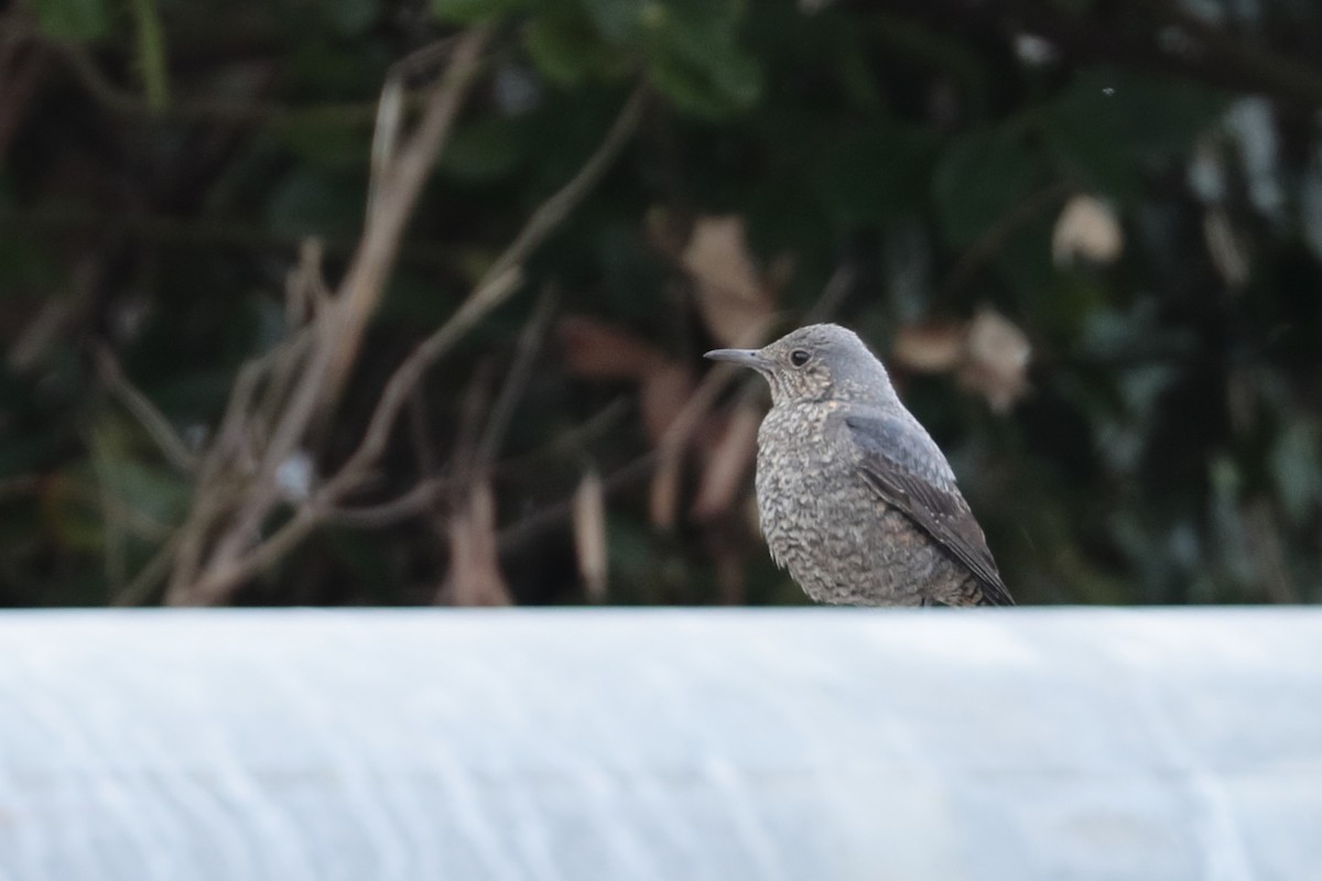 Blue Rock-Thrush - ML626032774