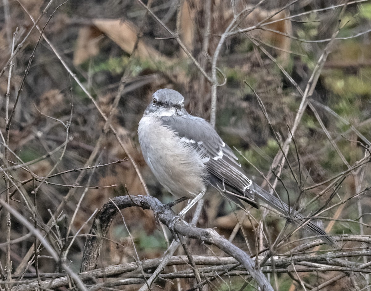 Northern Mockingbird - ML626032788
