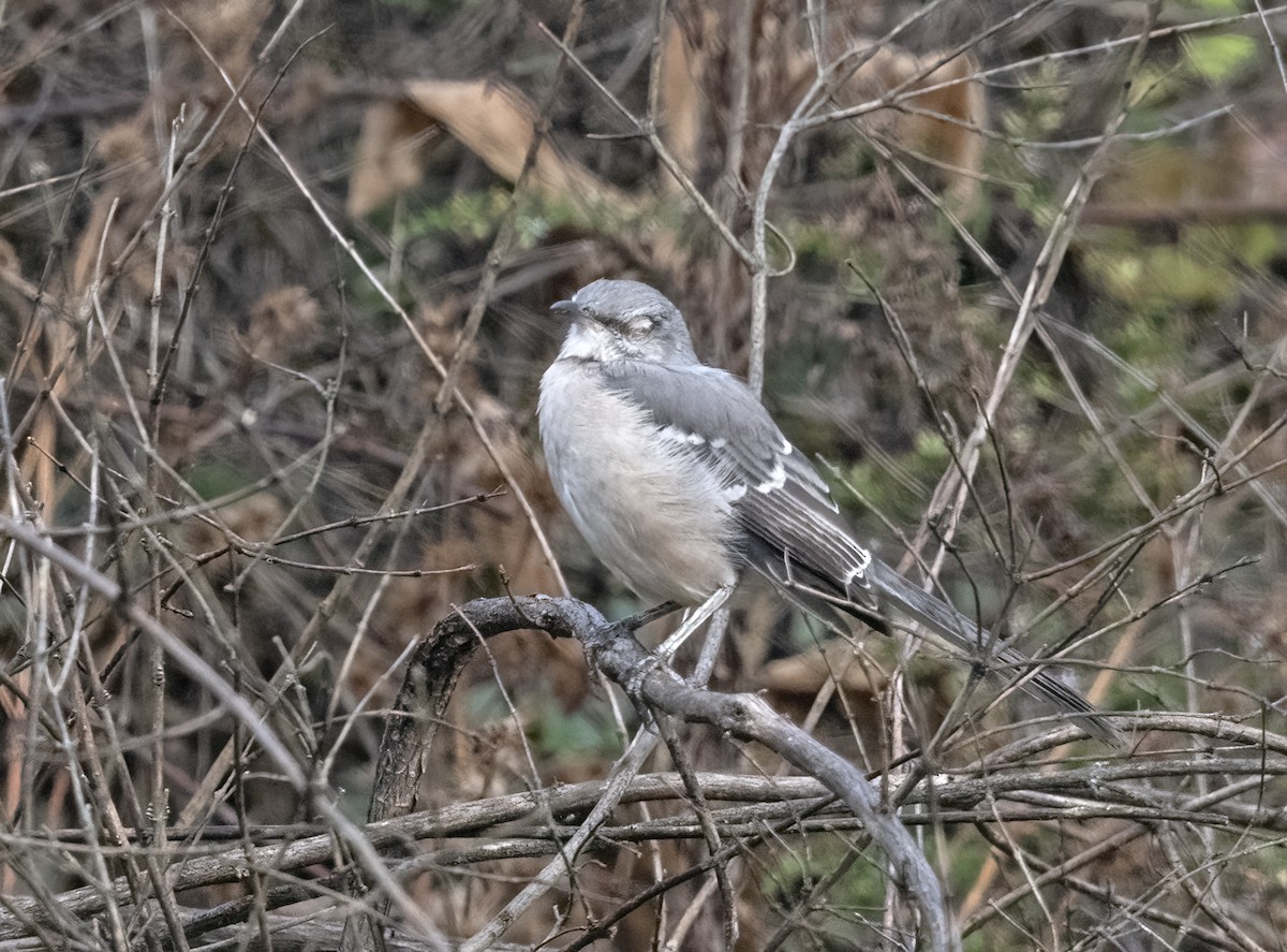 Northern Mockingbird - ML626032789