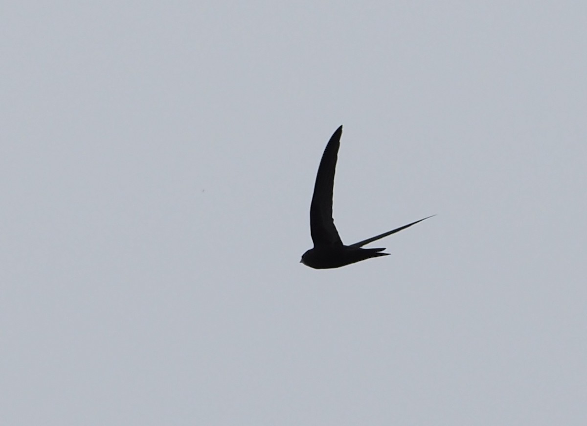 Common Swift - ML626032890