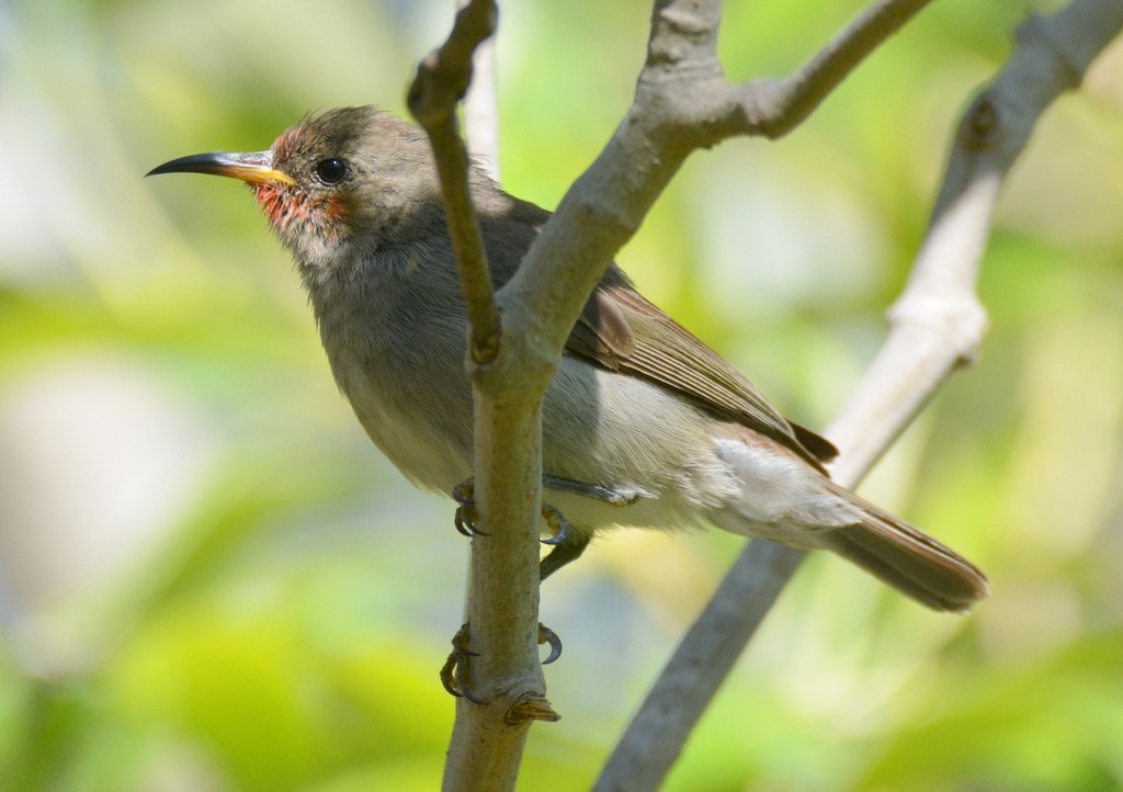 Red-headed Myzomela - ML626032901