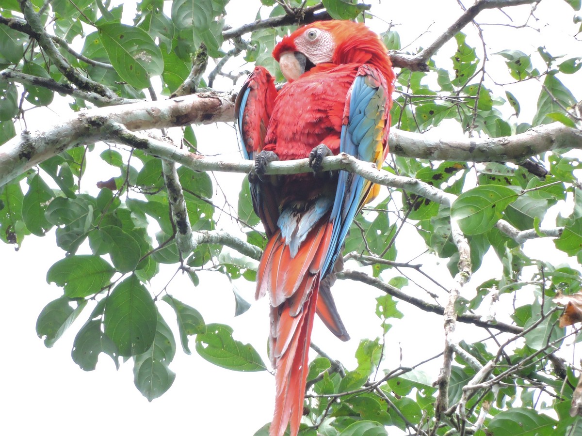 Scarlet Macaw - Michael Clay