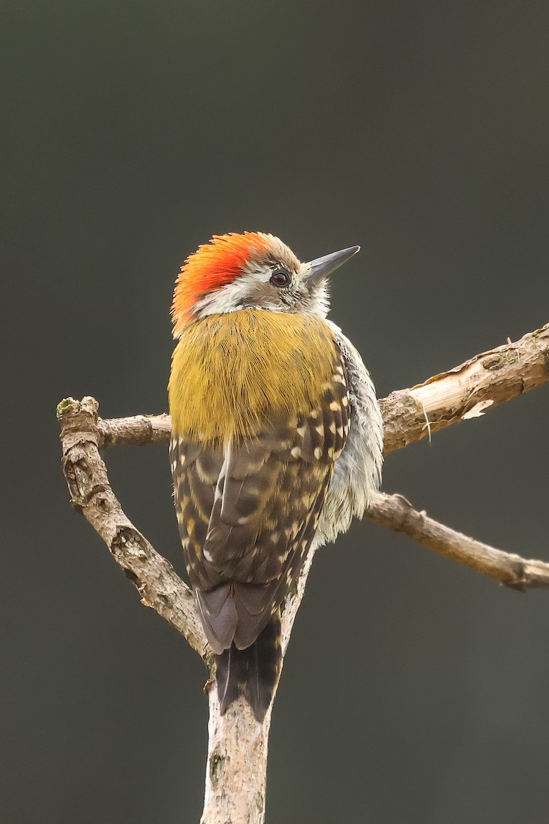 Abyssinian Woodpecker - ML626032934
