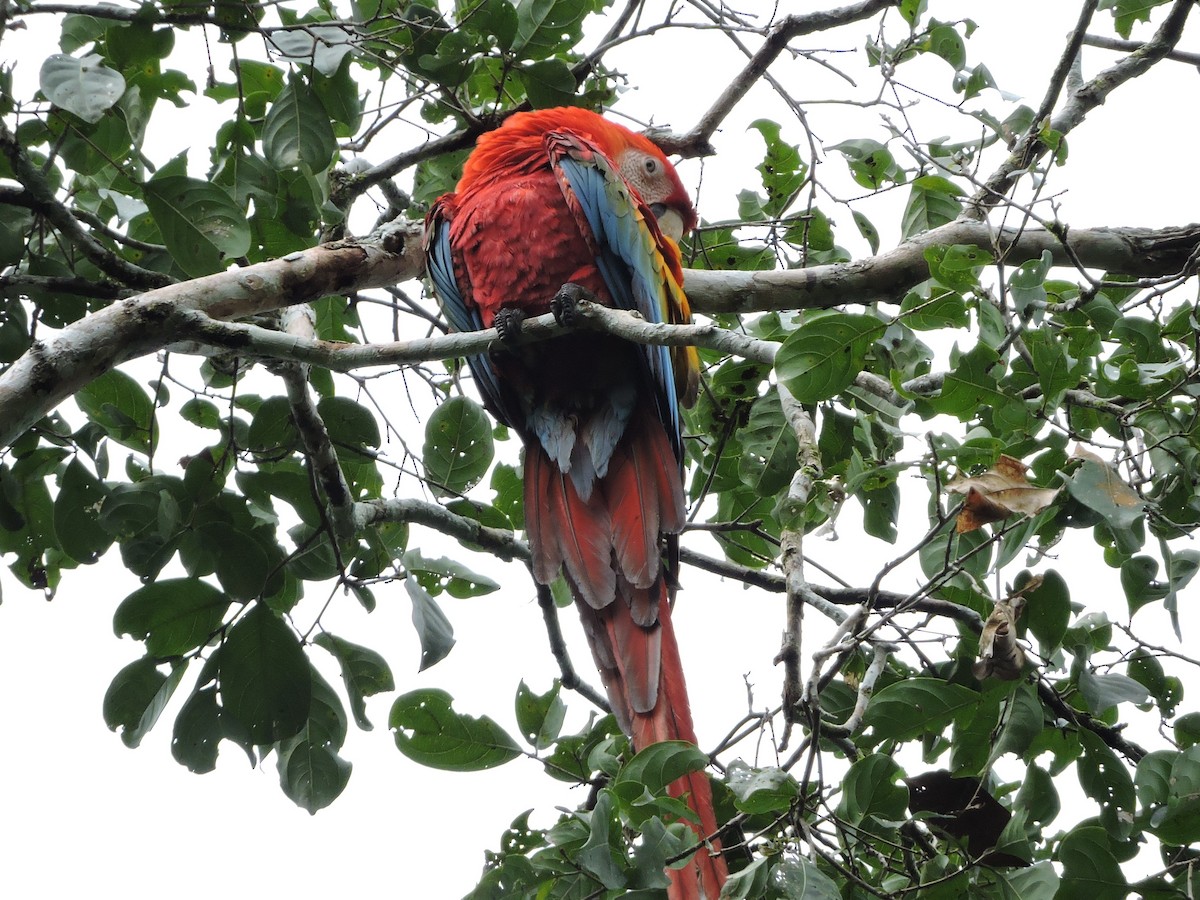 Scarlet Macaw - ML62603301