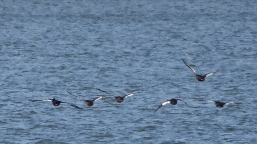 White-winged Scoter - ML626033128