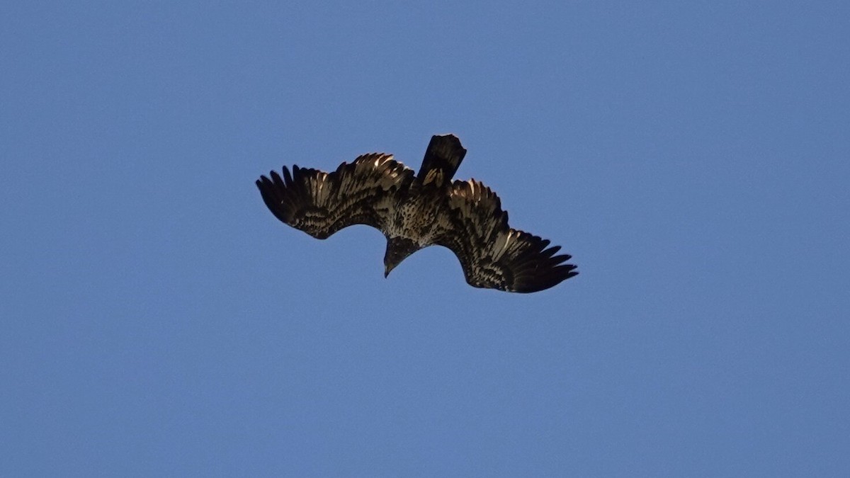 Bald Eagle - ML626033172