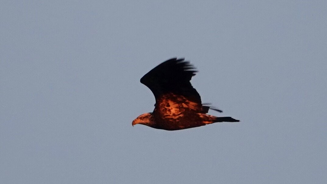 Bald Eagle - ML626033186