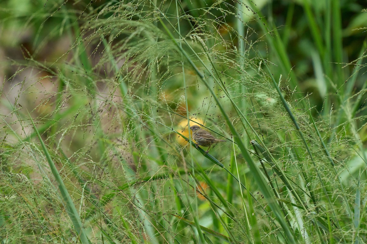 Blue-black Grassquit - ML626033191