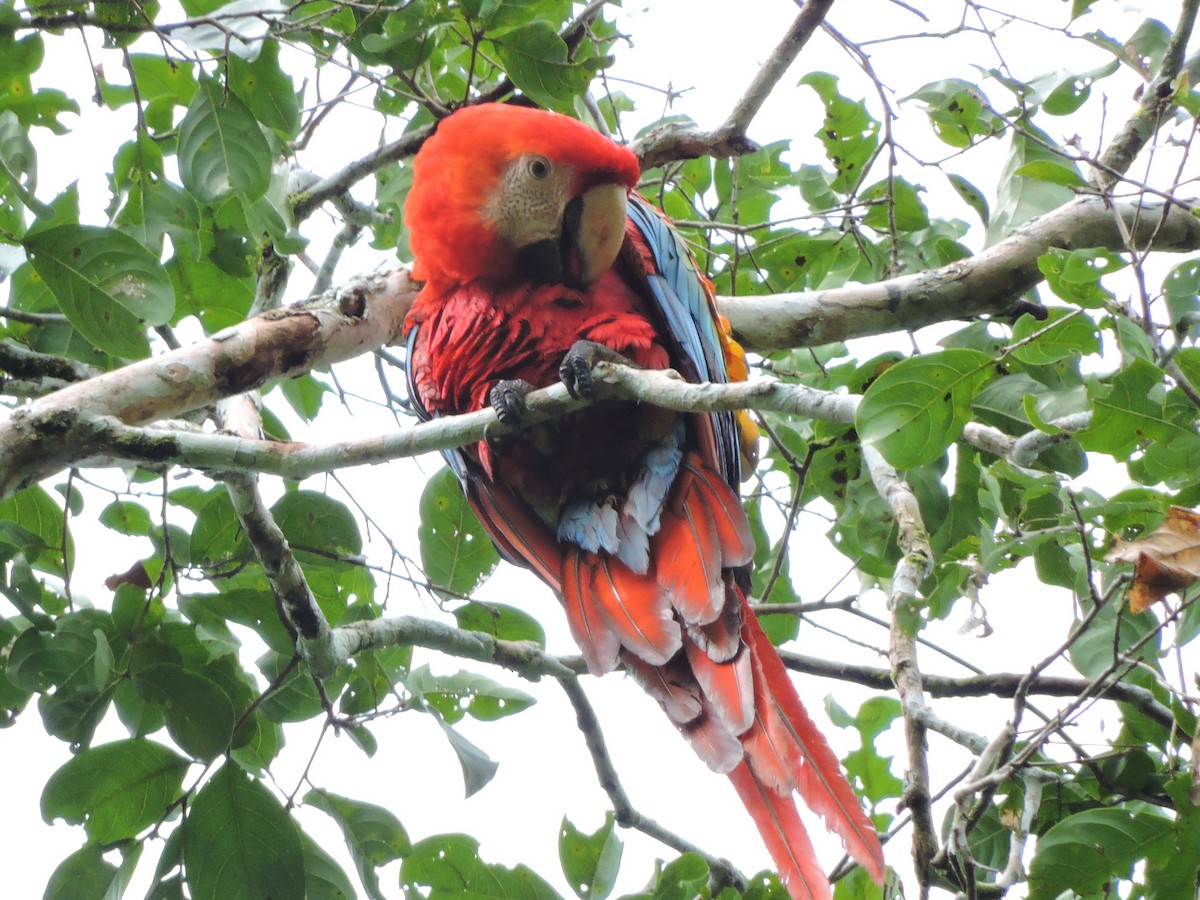 Scarlet Macaw - ML62603321