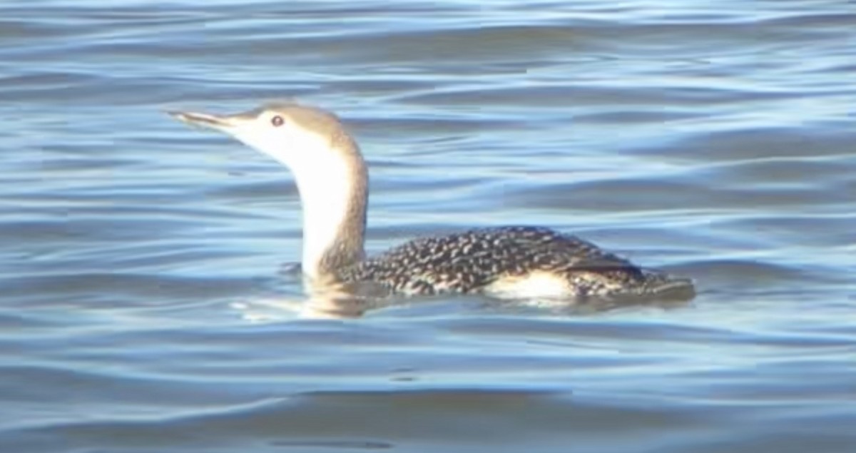Red-throated Loon - ML626033249