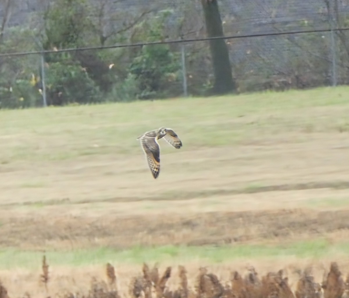 Short-eared Owl - ML626033656