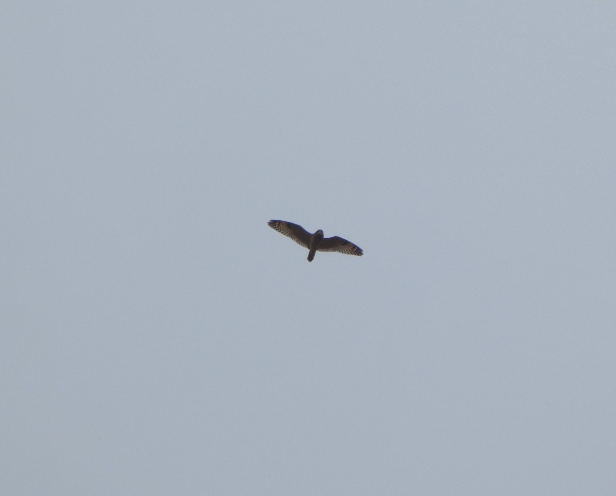 Short-eared Owl - ML626033657