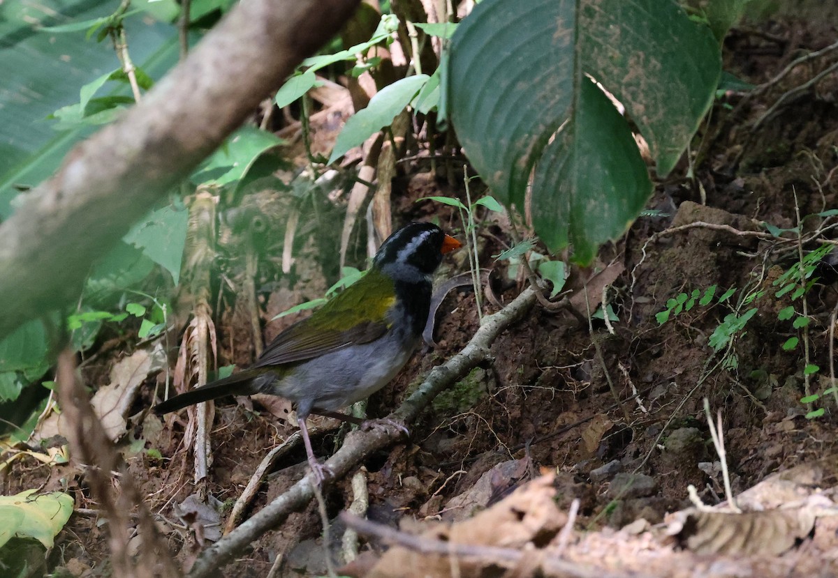 Orange-billed Sparrow - ML626033753