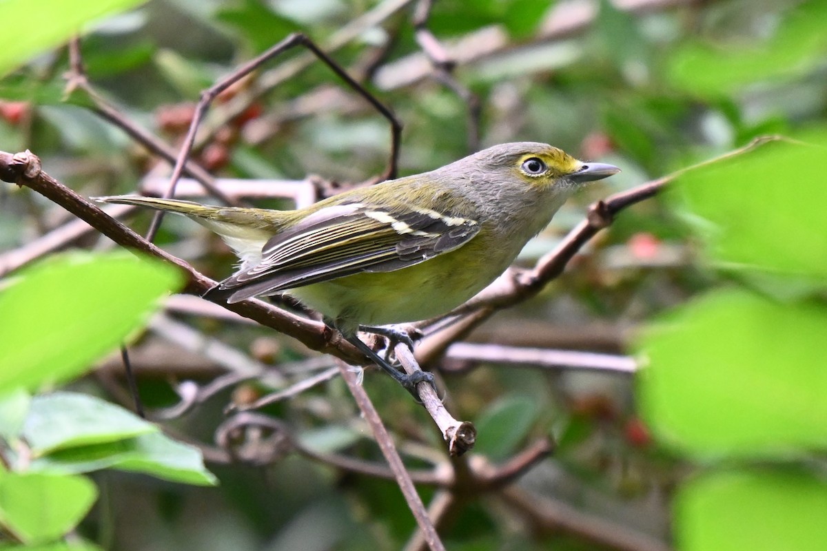 Viréo aux yeux blancs - ML626033875
