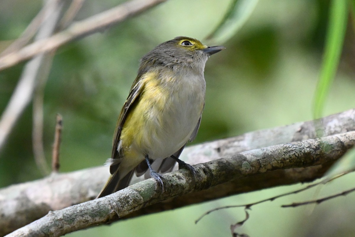 Viréo aux yeux blancs - ML626033876