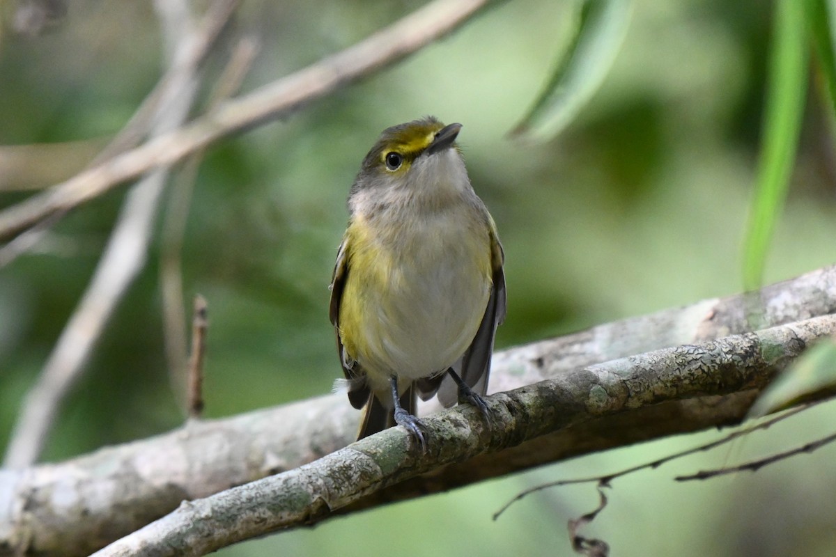 Viréo aux yeux blancs - ML626033877