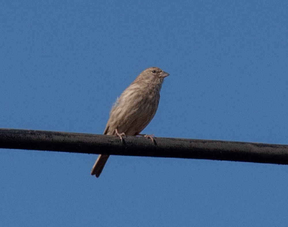 Serin du Yémen - ML626034132