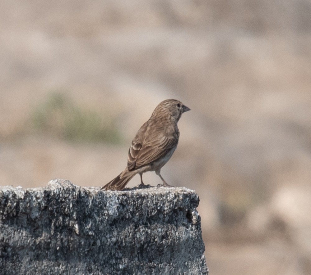 Serin du Yémen - ML626034133